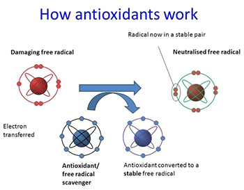 What are antioxidants, how do they work, why are they useful