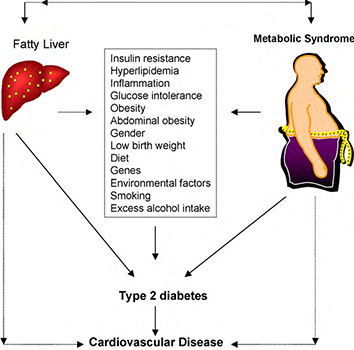Insulin resistance, signs of insulin resistance and treatment, fatty liver