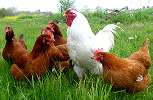 Meat and Eggs, Friend or Foe Hens