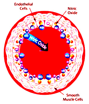 Effect of Nitric Oxide on blood cells