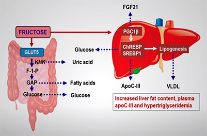 Sugar, Friend or Foe of the Health, Fructose process in Liver